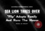Image of sea lion Flip California United States USA, 1964, second 1 stock footage video 65675043878