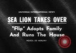 Image of sea lion Flip California United States USA, 1964, second 4 stock footage video 65675043878