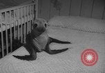 Image of sea lion Flip California United States USA, 1964, second 6 stock footage video 65675043878