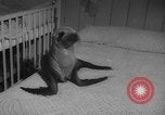 Image of sea lion Flip California United States USA, 1964, second 7 stock footage video 65675043878