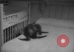 Image of sea lion Flip California United States USA, 1964, second 8 stock footage video 65675043878