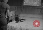 Image of sea lion Flip California United States USA, 1964, second 9 stock footage video 65675043878