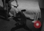 Image of sea lion Flip California United States USA, 1964, second 11 stock footage video 65675043878