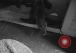 Image of sea lion Flip California United States USA, 1964, second 12 stock footage video 65675043878