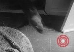 Image of sea lion Flip California United States USA, 1964, second 13 stock footage video 65675043878