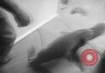 Image of sea lion Flip California United States USA, 1964, second 15 stock footage video 65675043878