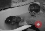 Image of sea lion Flip California United States USA, 1964, second 18 stock footage video 65675043878