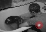 Image of sea lion Flip California United States USA, 1964, second 20 stock footage video 65675043878