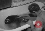 Image of sea lion Flip California United States USA, 1964, second 21 stock footage video 65675043878