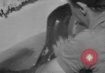 Image of sea lion Flip California United States USA, 1964, second 23 stock footage video 65675043878