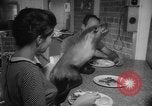 Image of sea lion Flip California United States USA, 1964, second 34 stock footage video 65675043878
