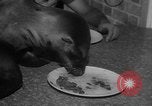 Image of sea lion Flip California United States USA, 1964, second 38 stock footage video 65675043878