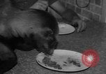 Image of sea lion Flip California United States USA, 1964, second 39 stock footage video 65675043878