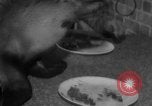 Image of sea lion Flip California United States USA, 1964, second 40 stock footage video 65675043878