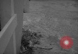 Image of sea lion Flip California United States USA, 1964, second 41 stock footage video 65675043878