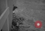 Image of sea lion Flip California United States USA, 1964, second 42 stock footage video 65675043878