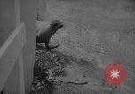 Image of sea lion Flip California United States USA, 1964, second 43 stock footage video 65675043878