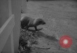 Image of sea lion Flip California United States USA, 1964, second 44 stock footage video 65675043878