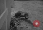 Image of sea lion Flip California United States USA, 1964, second 45 stock footage video 65675043878