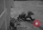 Image of sea lion Flip California United States USA, 1964, second 46 stock footage video 65675043878