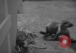 Image of sea lion Flip California United States USA, 1964, second 47 stock footage video 65675043878