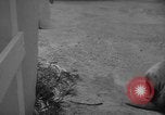 Image of sea lion Flip California United States USA, 1964, second 48 stock footage video 65675043878