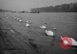 Image of 110th renewal rowing classic London England United Kingdom, 1964, second 16 stock footage video 65675043879