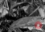 Immagine di Scatafascio Coast Guard RD-4 anfibi St. Petersburg Florida USA, 1935, secondo 58 filmato di repertorio 65675043903
