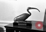 Immagine di Il presidente Eisenhower memorabilia United States USA, 1969, secondo 45 filmato di repertorio 65675044032