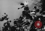 Immagine di Victoria Falls Centrale Federazione Africana, 1955, secondo 26 filmato di repertorio 65675044049