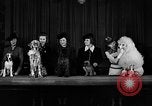 Image of dog show New York United States USA, 1940, second 4 stock footage video 65675044063