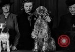Image of dog show New York United States USA, 1940, second 7 stock footage video 65675044063