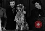 Image of dog show New York United States USA, 1940, second 8 stock footage video 65675044063