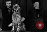 Image of dog show New York United States USA, 1940, second 9 stock footage video 65675044063