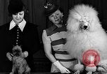 Image of dog show New York United States USA, 1940, second 18 stock footage video 65675044063