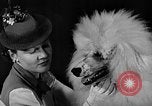 Image of dog show New York United States USA, 1940, second 19 stock footage video 65675044063