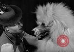 Image of dog show New York United States USA, 1940, second 20 stock footage video 65675044063