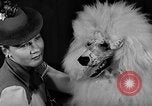 Image of dog show New York United States USA, 1940, second 21 stock footage video 65675044063