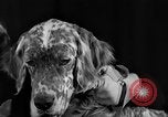 Image of dog show New York United States USA, 1940, second 22 stock footage video 65675044063
