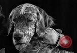 Image of dog show New York United States USA, 1940, second 23 stock footage video 65675044063