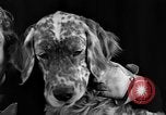 Image of dog show New York United States USA, 1940, second 24 stock footage video 65675044063