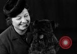 Image of dog show New York United States USA, 1940, second 29 stock footage video 65675044063