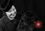 Image of dog show New York United States USA, 1940, second 30 stock footage video 65675044063