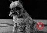 Image of dog show New York United States USA, 1940, second 32 stock footage video 65675044063