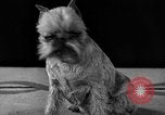 Image of dog show New York United States USA, 1940, second 33 stock footage video 65675044063