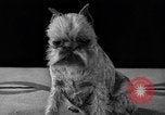 Image of dog show New York United States USA, 1940, second 34 stock footage video 65675044063