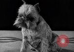 Image of dog show New York United States USA, 1940, second 35 stock footage video 65675044063
