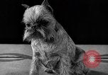 Image of dog show New York United States USA, 1940, second 36 stock footage video 65675044063