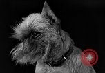 Image of dog show New York United States USA, 1940, second 37 stock footage video 65675044063