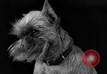Image of dog show New York United States USA, 1940, second 38 stock footage video 65675044063